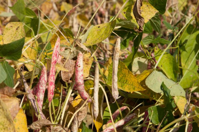 Cranberry Beans - Italy